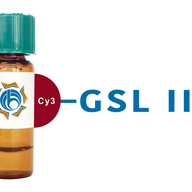 Griffonia simplicifolia Lectin (GSL II) - Cy3