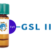 Griffonia simplicifolia Lectin (GSL II) - Cy5