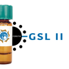 Griffonia simplicifolia Lectin (GSL II) - Ferritin