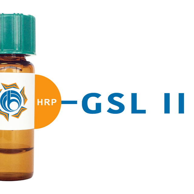 Griffonia simplicifolia Lectin (GSL II) - HRP (Horseradish Peroxidase)