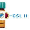 Griffonia simplicifolia Lectin (GSL II) - Colloidal Gold