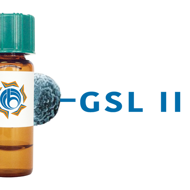 Griffonia simplicifolia Lectin (GSL II) - MagneZoom™
