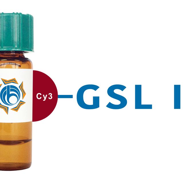Griffonia simplicifolia Lectin (GSL I) - Cy3