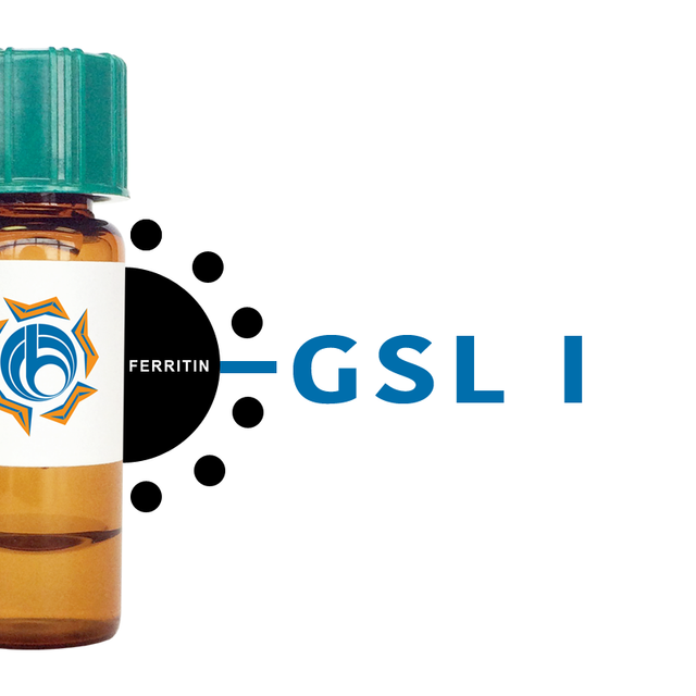 Griffonia simplicifolia Lectin (GSL I) - Ferritin