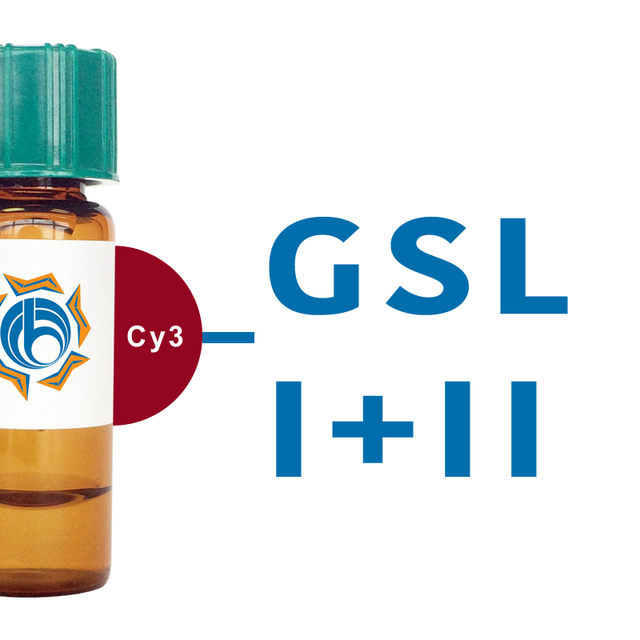 Griffonia simplicifolia Lectin (GSL I+II) - Cy3