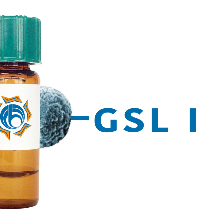 Griffonia simplicifolia Lectin (GSL I) - MagneZoom™