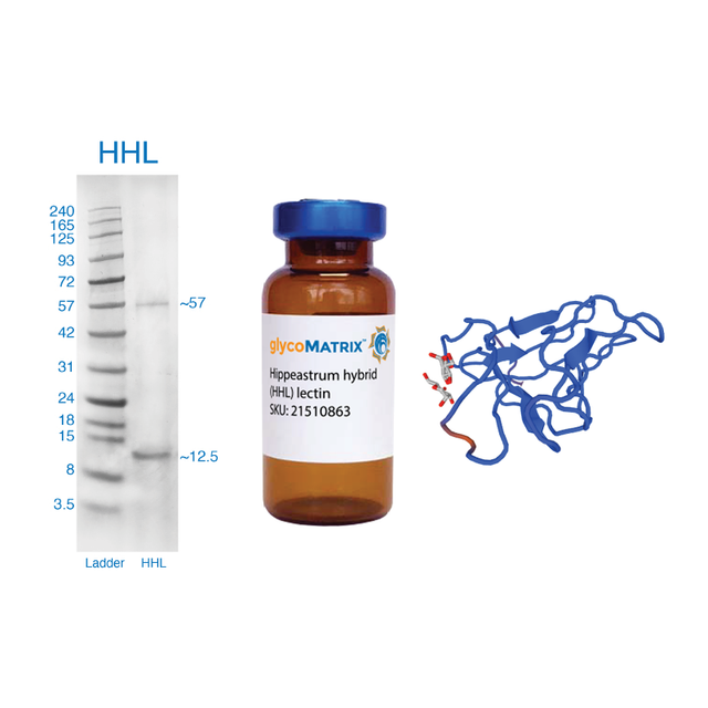 Hippeastrum hybrid Lectin (HHL) - Pure
