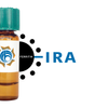 Iris hybrid Lectin (IRA) - Ferritin