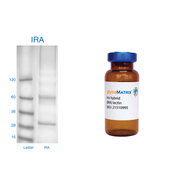 Iris hybrid Lectin (IRA) - Pure