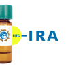 Iris hybrid Lectin (IRA) - FITC (Fluorescein)