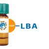 Phaseolus limensis Lectin (LBA) - HRP (Horseradish Peroxidase)