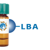 Phaseolus limensis Lectin (LBA) - Separopore&reg; 4B