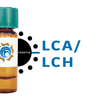 Lens culinaris Lectin (LCA/LCH) - Ferritin