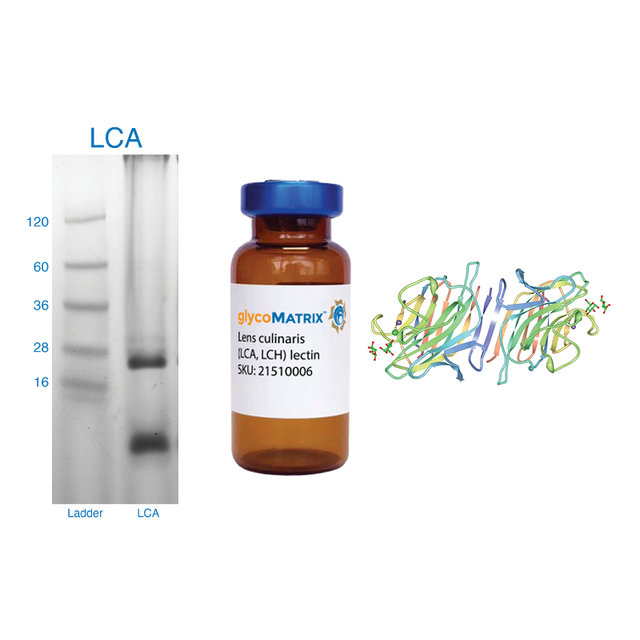 Lens culinaris Lectin (LCA/LCH) - Pure