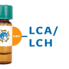 Lens culinaris Lectin (LCA/LCH) - HRP (Horseradish Peroxidase)