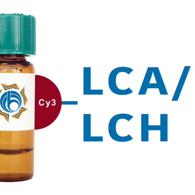 Lens culinaris Lectin (LCA/LCH) - Cy3