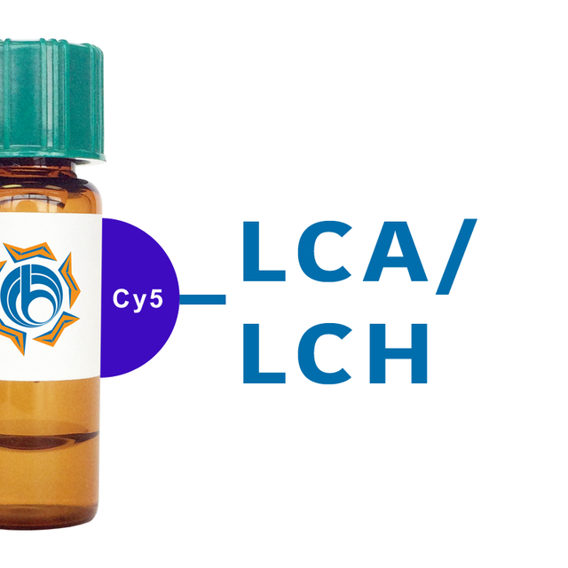 Lens culinaris Lectin (LCA/LCH) - Cy5