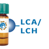Lens culinaris Lectin (LCA/LCH) - Separopore&reg; 4B