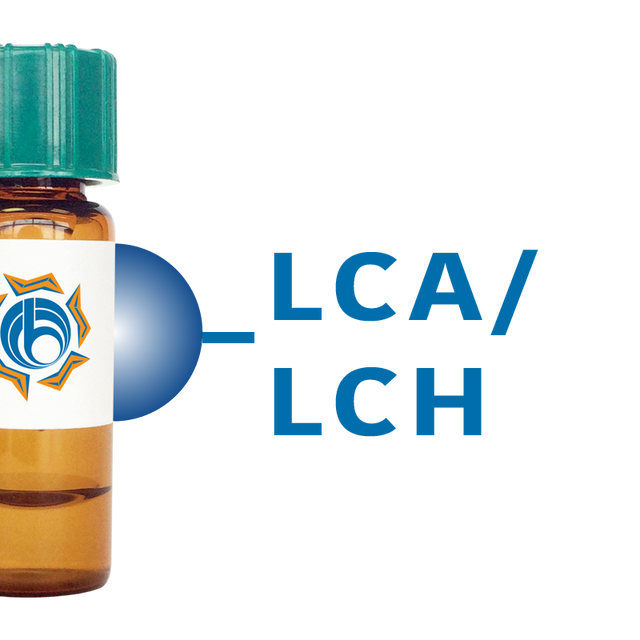 Lens culinaris Lectin (LCA/LCH) - Separopore® 4B
