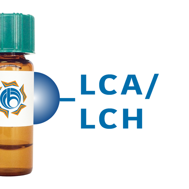 Lens culinaris Lectin (LCA/LCH) - Separopore® 4B