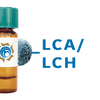Lens culinaris Lectin (LCA/LCH) - MagneZoom&trade;