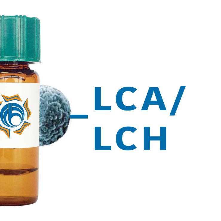 Lens culinaris Lectin (LCA/LCH) - MagneZoom™