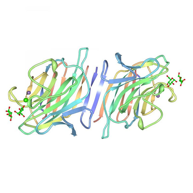 Lens culinaris Lectin (LCA/LCH) - Semi-Pure