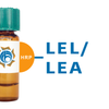 Lycopersicon esculentum Lectin (LEL/LEA) - HRP (Horseradish Peroxidase)