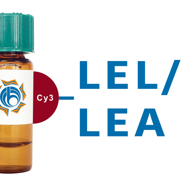 Lycopersicon esculentum Lectin (LEL/LEA) - Cy3