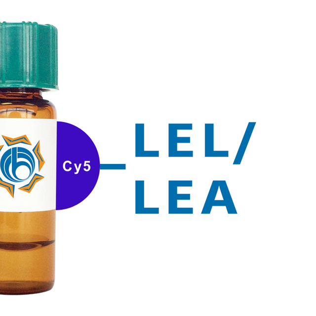 Lycopersicon esculentum Lectin (LEL/LEA) - Cy5