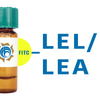 Lycopersicon esculentum Lectin (LEL/LEA) - FITC (Fluorescein)