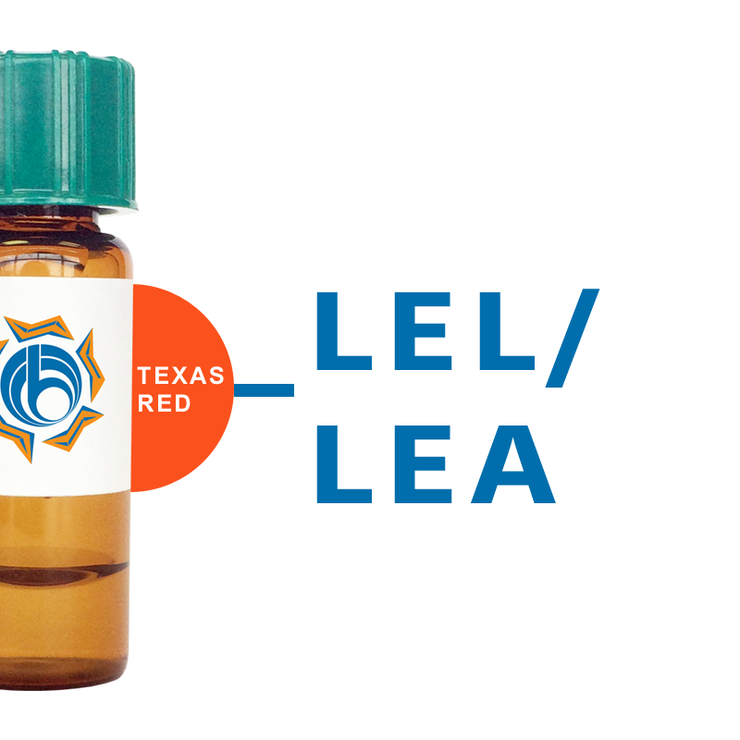 Lycopersicon esculentum Lectin (LEL/LEA) - Texas Red