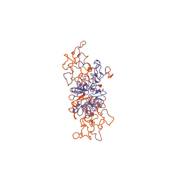 Lycopersicon esculentum Lectin (LEL/LEA) - Semi-Pure