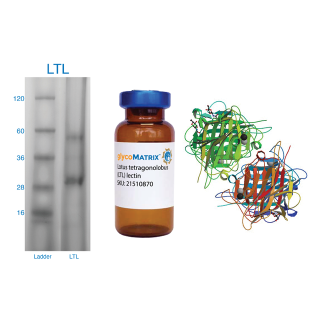 Lotus tetragonolobus Lectin (LTL) - Pure