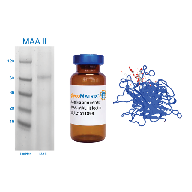 Maackia amurensis Lectin (MAA/MAL II) - Pure