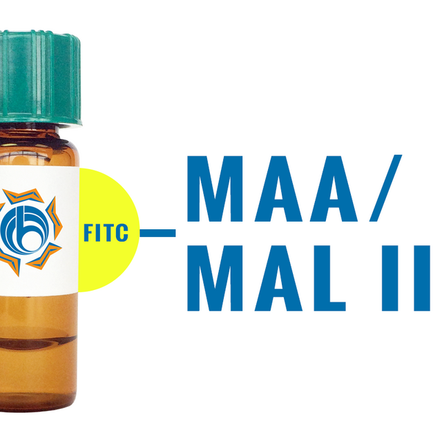 Maackia amurensis Lectin (MAA/MAL II) - FITC (Fluorescein)