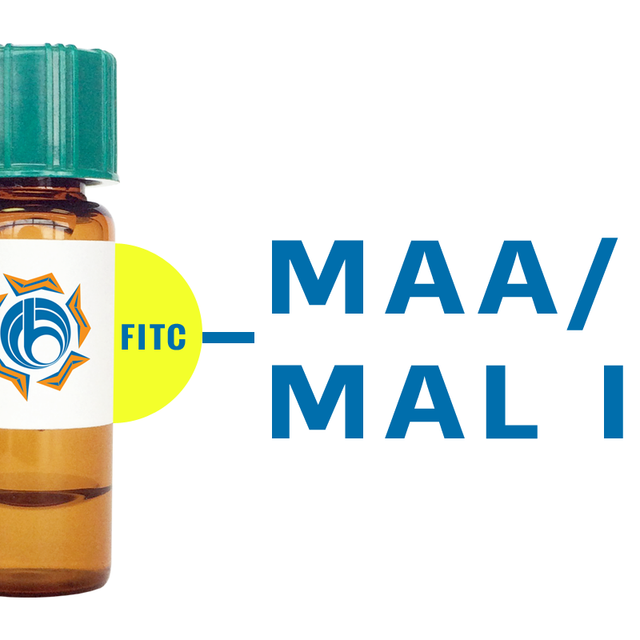 Maackia amurensis Lectin (MAA/MAL I) - FITC (Fluorescein)