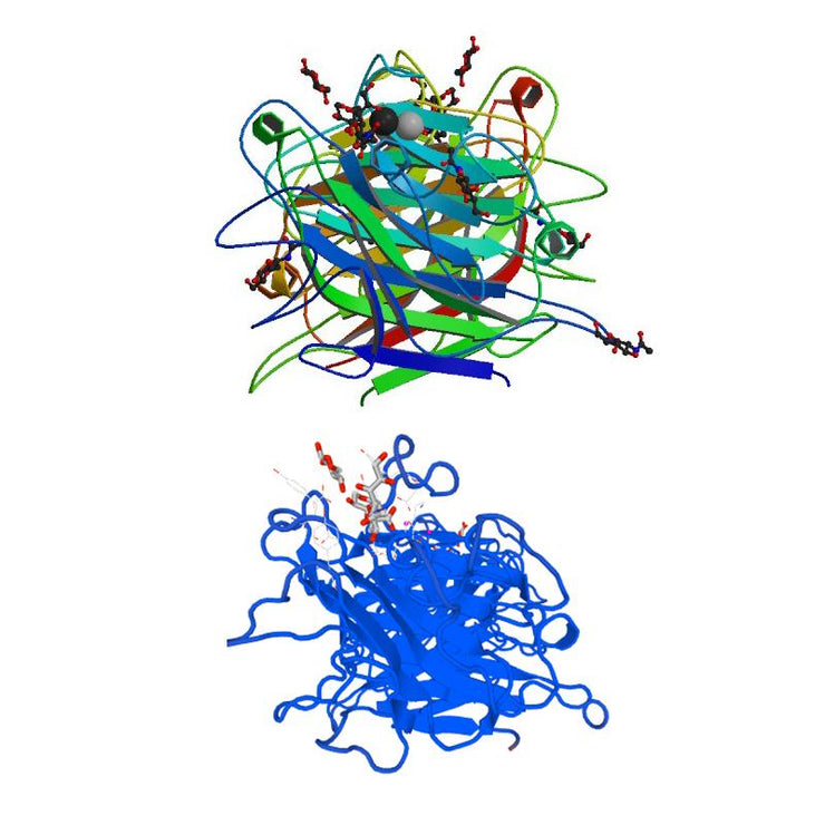 Maackia amurensis Lectin (MAA/MAL I+II) - Semi-Pure