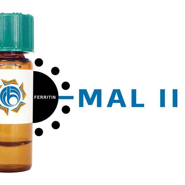Maackia amurensis Lectin (MAA/MAL II) - Ferritin