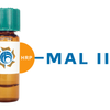 Maackia amurensis Lectin (MAA/MAL II) - HRP (Horseradish Peroxidase)