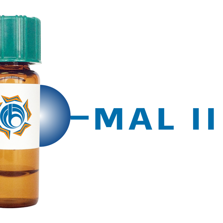 Maackia amurensis Lectin (MAA/MAL II) - Separopore® 4B