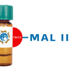Maackia amurensis Lectin (MAA/MAL II) - TRITC (Rhodamine)
