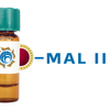 Maackia amurensis Lectin (MAA/MAL II) - Colloidal Gold