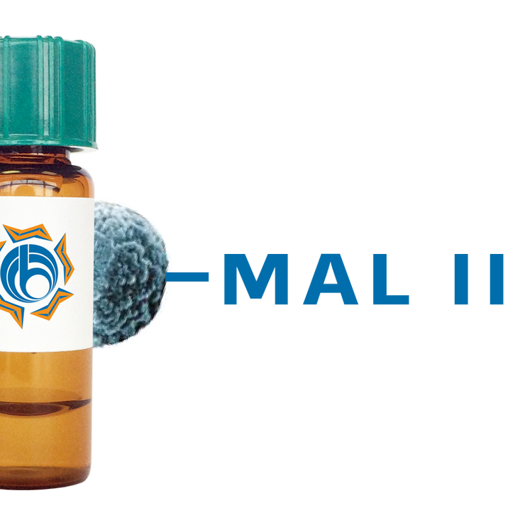 Maackia amurensis Lectin (MAA/MAL II) - MagneZoom™