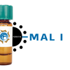 Maackia amurensis Lectin (MAA/MAL I) - Ferritin