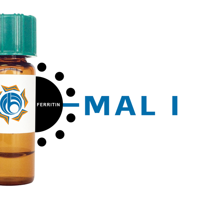 Maackia amurensis Lectin (MAA/MAL I) - Ferritin