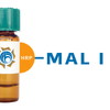 Maackia amurensis Lectin (MAA/MAL I) - HRP (Horseradish Peroxidase)