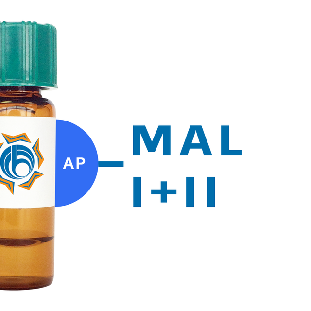 Maackia amurensis Lectin (MAA/MAL I+II) - AP (Alkaline Phosphatase)