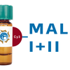 Maackia amurensis Lectin (MAA/MAL I+II) - Cy3