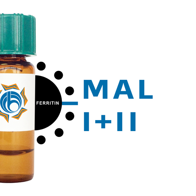 Maackia amurensis Lectin (MAA/MAL I+II) - Ferritin